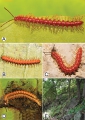 Myriapoda (myriapods)