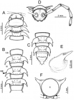 Desmoxytes aurata sp. n. (male paratype)