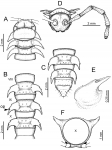Myriapoda (myriapods)