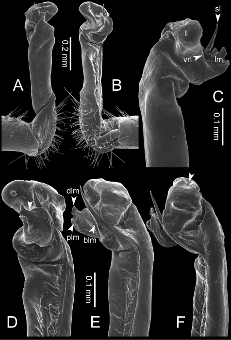 Desmoxytes aurata sp. n. (paratype) – right gonopod. 