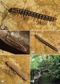 Myriapoda (myriapods)