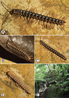 Photographs of live Desmoxytes corythosaurus sp. n. and habitat
