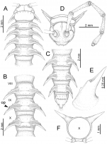 Desmoxytes corythosaurus sp. n. (male paratype). 