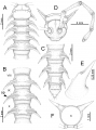 Myriapoda (myriapods)