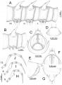 Myriapoda (myriapods)