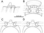 Desmoxytes corythosaurus sp. n. – sternal lobe between male coxae 4. 