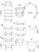 Desmoxytes delfae (Jeekel, 1964), specimen from Tham Khan Ti Phol.