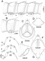 Desmoxytes delfae (Jeekel, 1964), specimens from Tham Khan Ti Phol. 