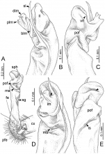 Desmoxytes delfae (Jeekel, 1964), specimen from Khao Chi Chan Bureau of Monks – right gonopod. 