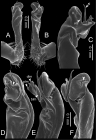 Desmoxytes delfae (Jeekel, 1964), specimen from Khao Chi Chan Bureau of Monks – right gonopod. 