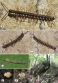 Myriapoda (myriapods)