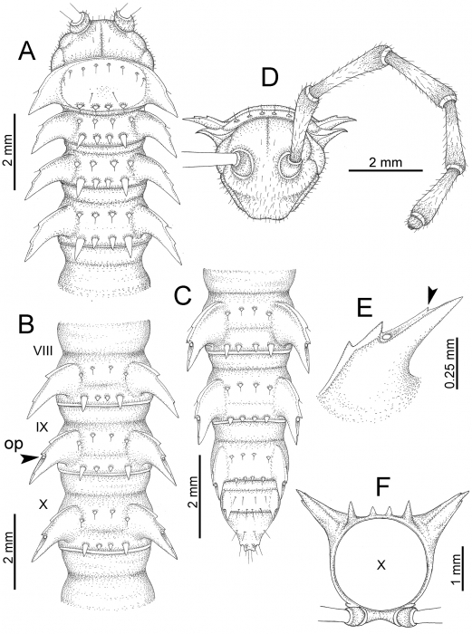 Desmoxytes euros sp. n. (male paratype). 