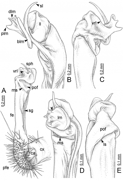 Desmoxytes euros sp. n. (paratype) – right gonopod. 