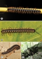 Myriapoda (myriapods)