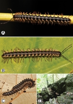 Photographs of live Desmoxytes flabella sp. n. and habitat. 