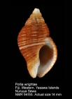 Pollia wrightae