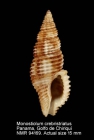 Monostiolum crebristriatus