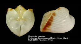 Meiocardia hawaiana