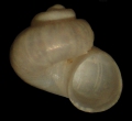 Mollusca (molluscs)