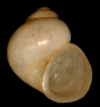 Mollusca (molluscs)