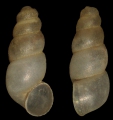 Mollusca (molluscs)