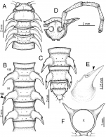 Desmoxytes flabella sp. n. (male paratype). 