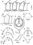 Desmoxytes flabella sp. n. (male paratype) 