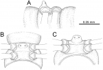 Desmoxytes flabella sp. n. (male paratype)