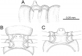 Myriapoda (myriapods)