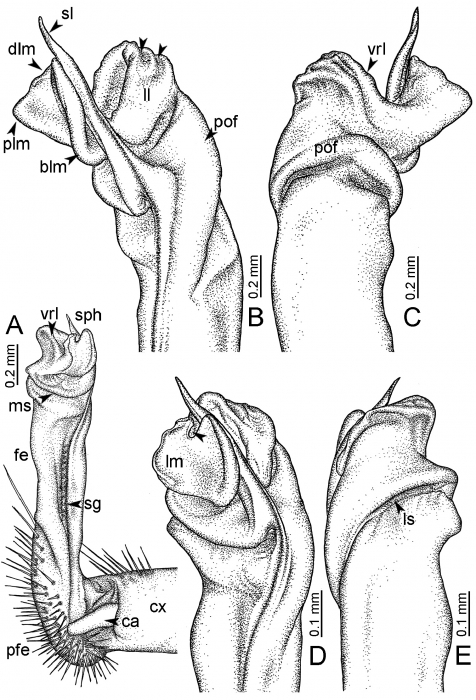 Desmoxytes flabella sp. n. (paratype) – right gonopod. Desmoxytes flabella sp. n. (paratype) – right gonopod.