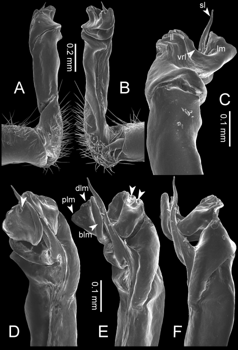 Desmoxytes flabella sp. n. (paratype) – right gonopod. Desmoxytes flabella sp. n. (paratype) – right gonopod.