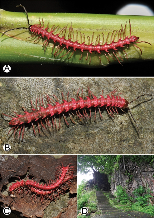 Desmoxytes golovatchi and habitat. Desmoxytes golovatchi and habitat.