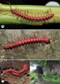 Myriapoda (myriapods)