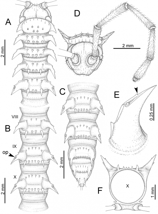 Desmoxytes golovatchi (male paratype). Desmoxytes golovatchi (male paratype).