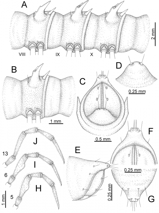 Desmoxytes golovatchi (male paratype). Desmoxytes golovatchi (male paratype).