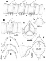 Desmoxytes golovatchi  (male paratype). 