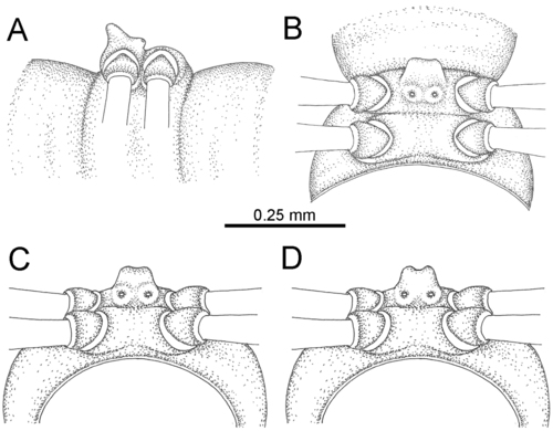 Desmoxytes golovatchi sp. n. (male paratype)