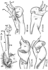 Desmoxytes golovatchi sp. n. (paratype) – right gonopod. 