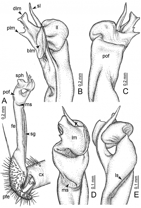 Desmoxytes golovatchi sp. n. (paratype) – right gonopod. Desmoxytes golovatchi sp. n. (paratype) – right gonopod.