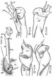 Desmoxytes golovatchi sp. n. (paratype) – right gonopod. 