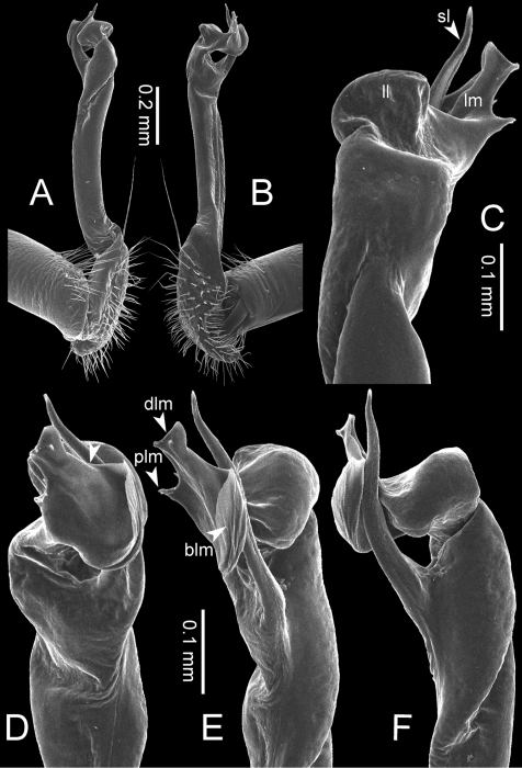 Desmoxytes golovatchi sp. n. (paratype) – right gonopod. Desmoxytes golovatchi sp. n. (paratype) – right gonopod.