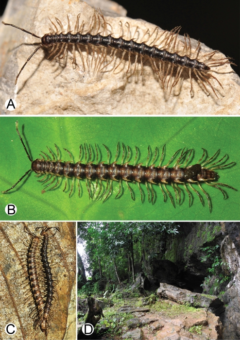 Desmoxytes octoconigera and habitat. 