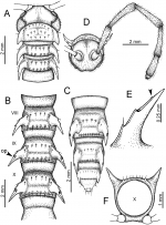 Desmoxytes octoconigera (male paratype). 