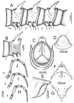 Desmoxytes octoconigera (male paratype).