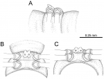 Desmoxytes octoconigera (male paratype) 