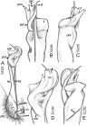 Desmoxytes octoconigera (paratype) – right gonopod. 