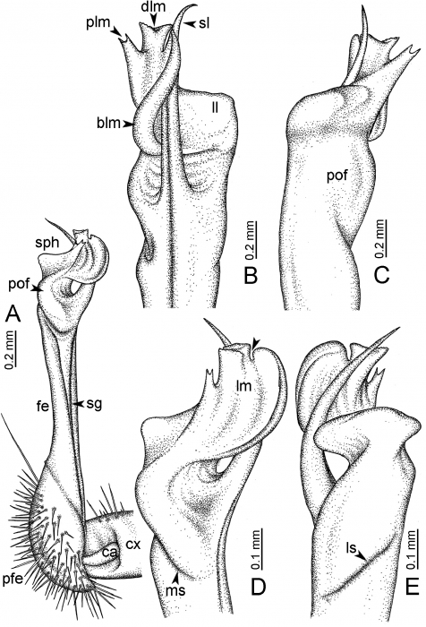 Desmoxytes octoconigera (paratype) – right gonopod. 