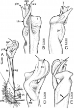 Desmoxytes octoconigera (paratype) – right gonopod. 