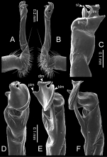 Desmoxytes octoconigera (paratype) – right gonopod. 