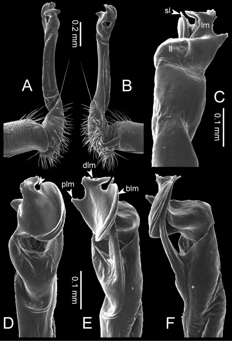 Desmoxytes octoconigera (paratype) – right gonopod. Desmoxytes octoconigera (paratype) – right gonopod.